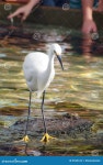 Watchful Crane Bird stock photo. Image of egret, long - 5536126