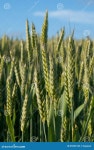 Wheat stock image. Image of cultivated, farmland, closeup - 25553125