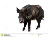 Wild Boar stock image. Image of wildlife, vertebrate - 30338579