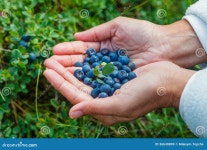 Wild ripe blueberry. stock image. Image of food, mushroom - 36640899