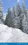 Winter stock image. Image of hoarfrost, beauty, climate - 27195669