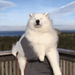 woof_irl GIFs | Find, Make & Share Gfycat GIFs