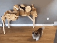 멍멍이 쓰다듬어 주는 기계.gif - 스퀘어 카테고리