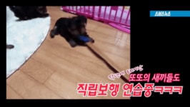 HOT - 관종견 또또 진짜 근황.gif