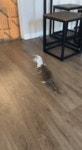 싱글벙글 쥐파이트.gif - 싱글벙글 지구촌 갤러리
