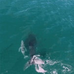 전체 게시판 - 혹등고래의 무지개 분수 🐳🌈 전체 게시판 - 혹등고래의 무지개 분수 &#x1f433;&#x1f308;