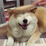                 Video by fluffypack - Gfycat     Video by fluffypack - Create, Discover and Share GIFs on Gfycat