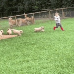 🐶 해피 골댕 모닝 🐶 - 스퀘어 카테고리 🐶 해피 골댕 모닝 🐶 - 스퀘어 카테고리