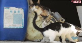 전체 게시판 - 둘이서 잘노는 냥린이 뚀를린