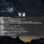 뒷골: BACK OF THE HEAD