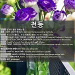 광성전기LIGHT상사 | 전등: LIGHT; LIGHT BULB