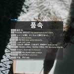 품속: PELUKAN