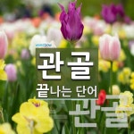 관골 끝 단어