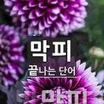 피닉스이피 | 막피로 끝나는 단어는? 1개