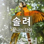 솔려 끝 단어