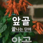 앞골로 끝나는 단어는? 1개