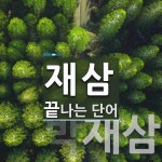 재삼으로 끝나는 단어는? 2개