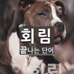 회림으로 끝나는 단어는? 1개