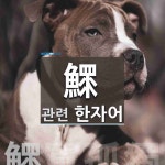 鰥(홀아비 환,홀아비 관,곤이 곤,환어 환,홀아버지 환)에 관한 한자... 환,홀아비 관,곤이 곤,환어 환,홀아버지 환)에 관한 한자/한자성어/사자성어 1개