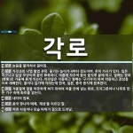 각로 뜻: 늙음을 물리쳐서 젊어짐., 가짓과의 낙엽 활엽 관목. 줄기는 높이가 4미터 정도이며, 흔히 [국어 사전]