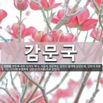감문국 뜻: 변한에 속한 나라의 하나. 지금의 경상북도 김천시 일대에 있었는데, 신라가 조분왕 2년(2