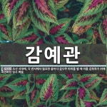 감예관 뜻: 조선 시대에, 각 관서에서 필요한 꼴이나 섶나무 따위를 벨 때 이를 감독하기 위해 파견하던