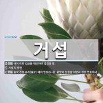 거섭 뜻: 나이 어린 임금을 대신하여 섭정을 함., ‘거섶’의 방언, 중국 전한 유자(孺子) 때의 연 [국어 사전]