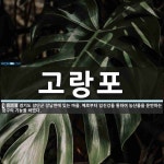 고랑포 뜻: 경기도 장단군 장남면에 있는 마을. 예로부터 임진강을 통하여 농산물을 운반하는 항구의 기능