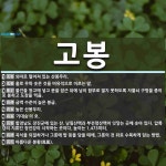 고봉 뜻: 외따로 떨어져 있는 산봉우리., 홀로 우뚝 솟은 것을 비유적으로 이르는 말., 물건을 창고 [국어 사전]