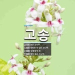 고송 뜻