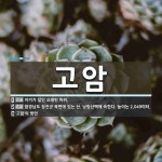 고암 뜻