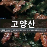 고양산 뜻: 강원도 정선군 북면, 임계면, 동면 사이에 있는 산. 조양강(朝陽江)이 시작하는 곳이다. 고양산 뜻: 강원도 정선군 북면, 임계면, 동면... 