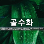 골수화 뜻