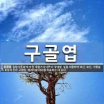 구골엽 뜻: ‘감탕나뭇과’에 속한 ‘호랑가시나무’의 생약명. 잎을 약용하며 보간, 보신, 거풍습의 효능