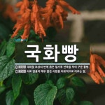 국화빵 뜻