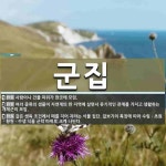 군집 뜻
