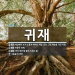 귀재 뜻: 세상에서 보기 드물게 뛰어난 재능. 또는 그런 재능을 가진 사람., 귀중한 인재., ‘귀속 [국어 사전]