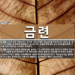 금련 뜻