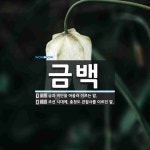 금백 뜻: 금과 비단을 아울러 이르는 말., 조선 시대에, 충청도 관찰사를 이르던 말. [국어 사전]