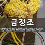 금정조 뜻: 참새목의 새. 몸의 크기는 십자매와 비슷하며, 부리와 목은 검은색, 머리는 은회색, 꽁지는