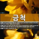 금척 뜻: 금척무(金尺舞)를 출 때에 쓰는, 금빛이 나는 자. 조선 태조가 건국하기 전에 꿈에 신선이 [국어 사전]