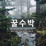 꿀수박 뜻: 꼭지를 도려내고 꿀이나 설탕을 넣은 수박., 달고 맛 좋은 수박을 비유적으로 이르는 말. [국어 사전]