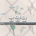 남양만 뜻: 경기도 경기만의 동남쪽에 있는 좁고 긴 만. 부근 수산업의 중심지로, 특히 굴의 양식이 활