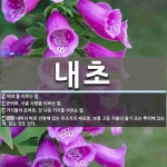 내초 뜻: ‘바보’를 이르는 말., 은어로, 시골 사람을 이르는 말., 거지들의 은어로, 갓 나온 거 [국어 사전]
