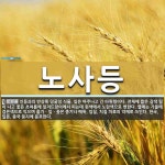노사등 뜻