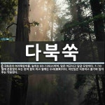 다북쑥 뜻: 국화과의 여러해살이풀. 높이는 60~120cm이며, 잎은 어긋나고 달걀 모양이다. 7~10