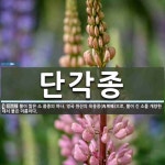 단각종 뜻: 뿔이 짧은 소 품종의 하나. 영국 원산의 육용종(肉用種)으로, 뿔이 긴 소를 개량한 데서 단각종 뜻: 뿔이 짧은 소 품종의 하나. 영국... 