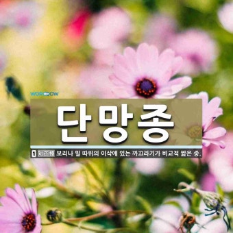 단망종 뜻: 보리나 밀 따위의 이삭에 있는 까끄라기가 비교적 짧은 종.
