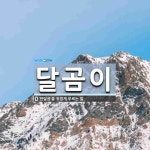 달곰이 뜻: ‘반달곰’을 귀엽게 부르는 말.