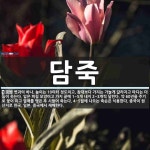 담죽 뜻: 볏과의 하나. 높이는 10미터 정도이고, 참대보다 가지는... 높이 담죽 뜻: 볏과의 하나. 높이는 10미터 정도이고, 참대보다 가지는 가늘게... 